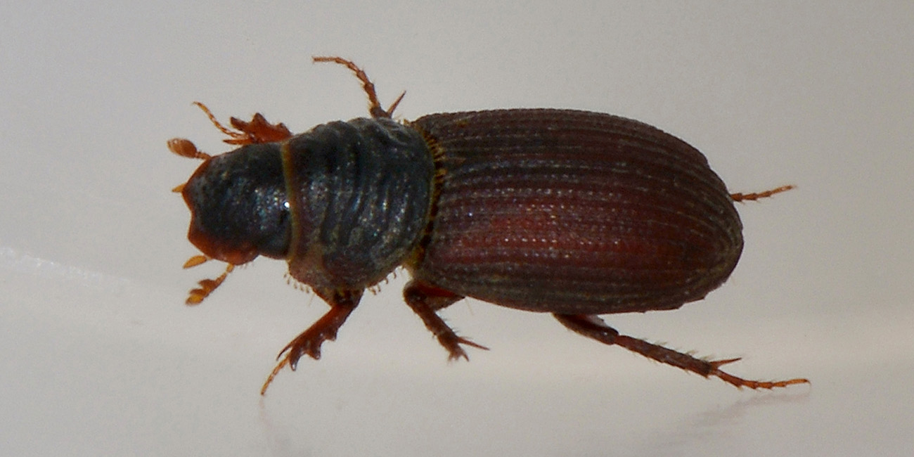 Rhyssemus sp?